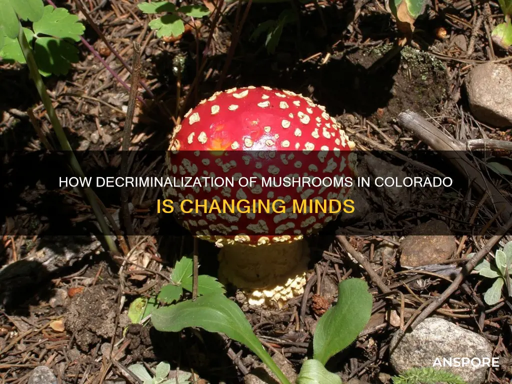 did co decriminaluze mushrooms