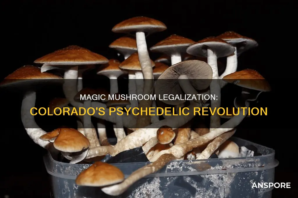 did co legaize mushrooms