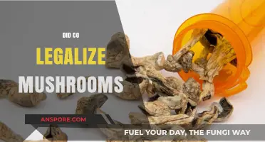 Colorado's Psychedelic Shift: Legalizing Magic Mushrooms Explained