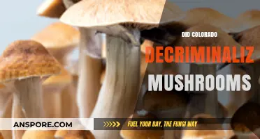 Magic Mushrooms: Colorado's Decriminalization Journey