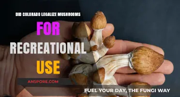 Colorado's Psychedelic Shift: Recreational Mushrooms Legalized or Still Illegal?