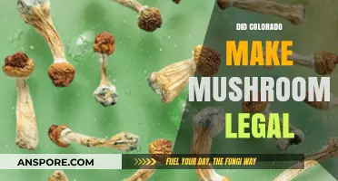 Colorado's Psychedelic Shift: Are Magic Mushrooms Now Legal?