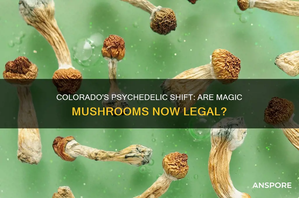 did colorado make mushrooms legal
