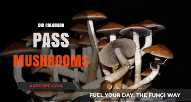 Colorado's Mushroom Legalization: What's the Deal?