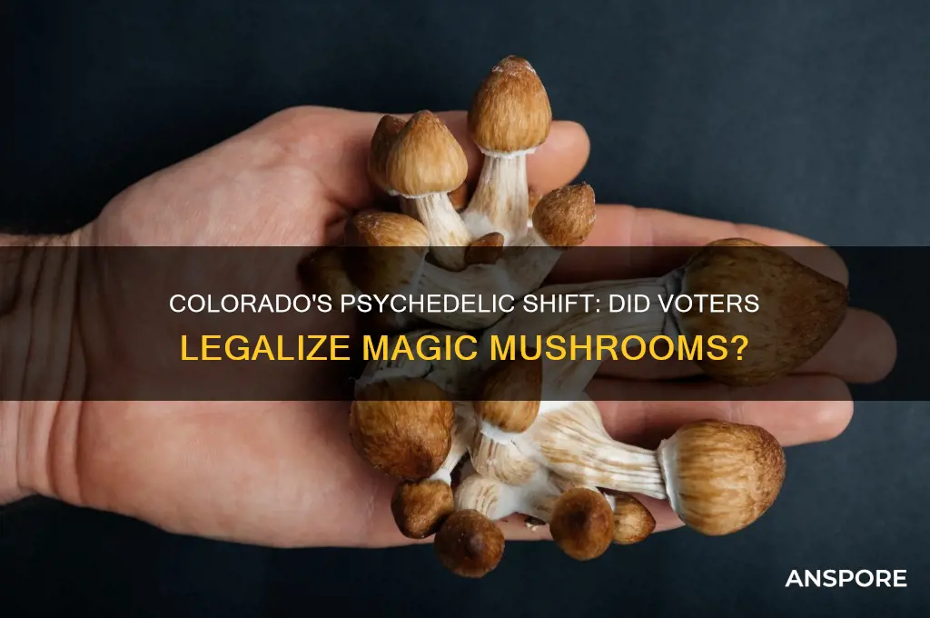 did colorado vote to legalize psychedelic mushrooms