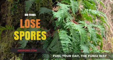 Did Ferns Lose Spores? Unraveling the Mystery of Fern Reproduction