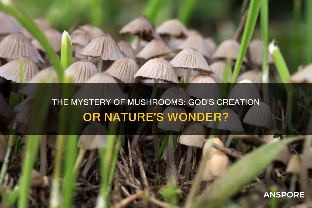 did god create mushrooms