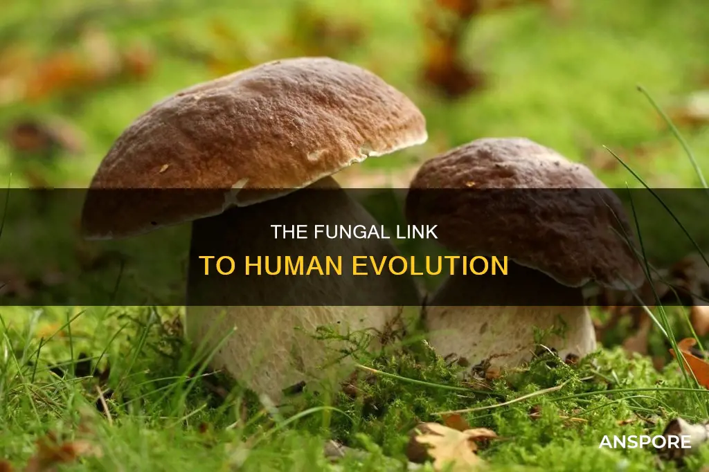 did humans come from mushrooms
