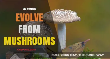 The Evolution Myth: Humans and Mushroom Origins
