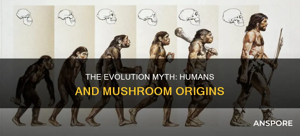 did humans evolve from mushrooms