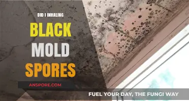 Inhaling Black Mold Spores: Health Risks and What to Do Next