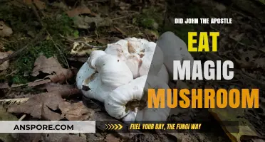 Did John the Apostle Consume Magic Mushrooms? Exploring Ancient Claims