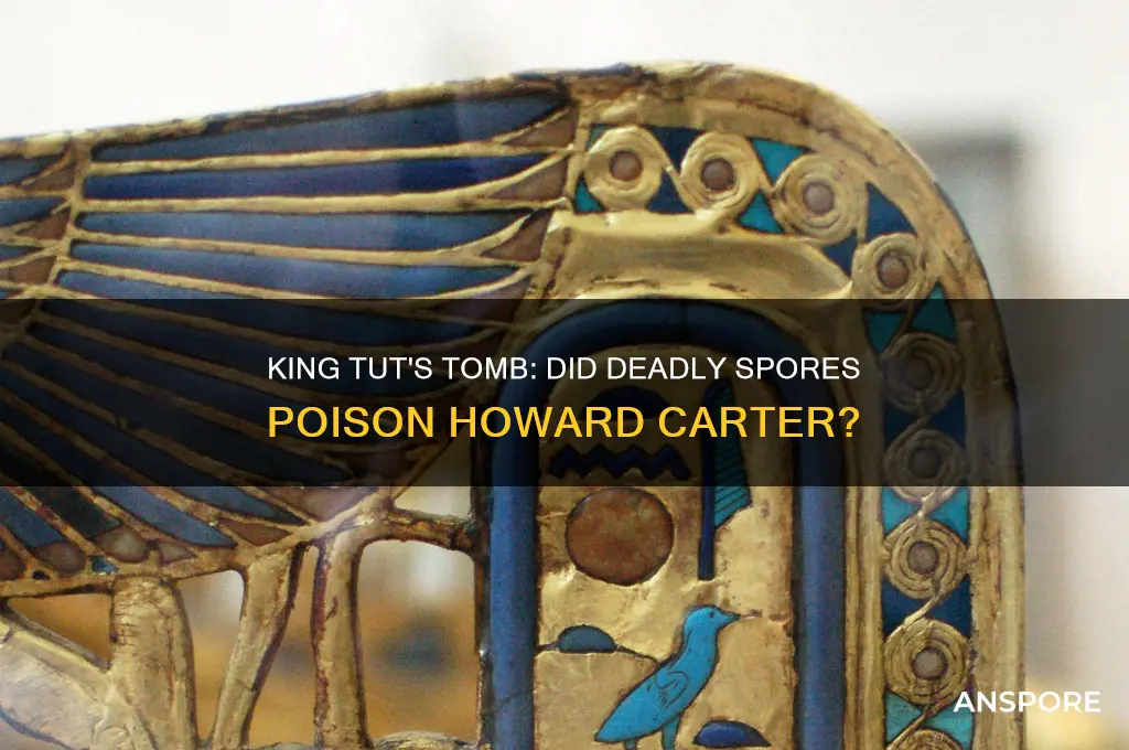 did king tuts tomb contain spores that poisined howard carter