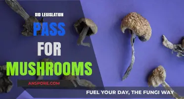 Magic Mushroom Laws: What's the Verdict?