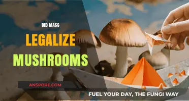 Massachusetts Legalizes Magic Mushrooms: What You Need to Know