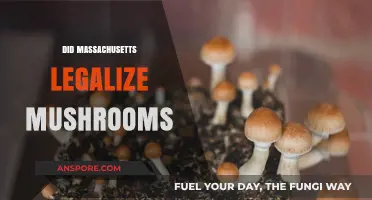 Massachusetts Legalizes Magic Mushrooms: What You Need to Know