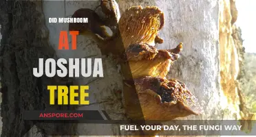 Tripping on Shrooms in Joshua Tree: A Psychedelic Adventure