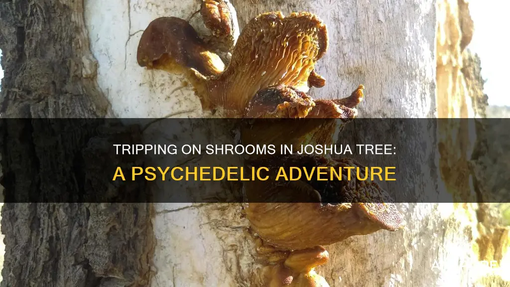 did mushroom at joshua tree