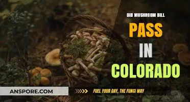 Colorado's Mushroom Bill: Did Psilocybin Legalization Pass in 2023?