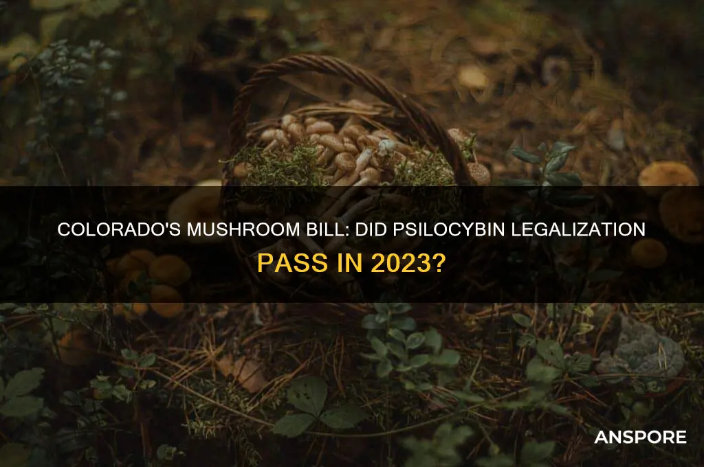 did mushroom bill pass in colorado