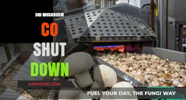 Mushroom Co: The Rise and Fall of a Giant