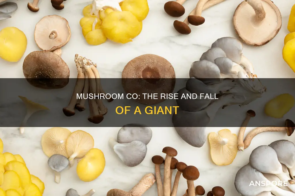 did mushroom co shut down