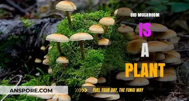 Mushroom Mystery: Is It a Plant?