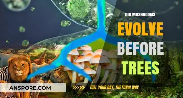 Mushrooms' Ancient Evolution: Before the Trees?