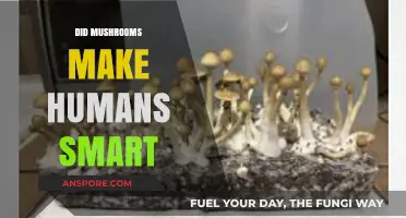 Did Mushrooms Spark Human Intelligence? Exploring the Psychedelic Theory