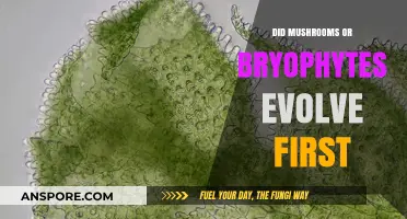 Unraveling the Mystery: Which Came First, Mushrooms or Bryophytes?