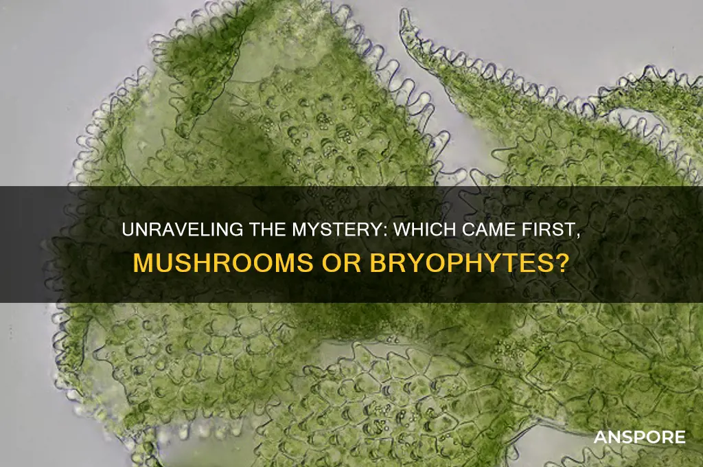 did mushrooms or bryophytes evolve first