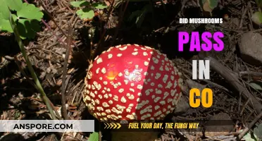 Mushrooms Legalization in Colorado: What's the Latest?