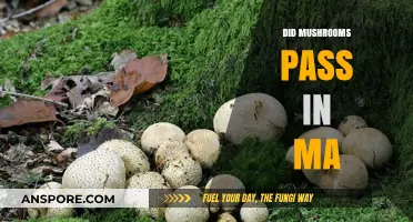 Mushroom Legalization in Massachusetts: What's Next?