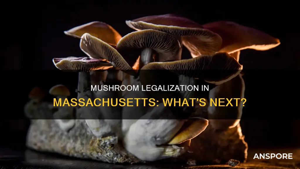 did mushrooms pass in ma