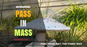 Mushroom Legalization in Massachusetts: What's the Verdict?