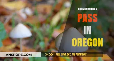 Mushrooms Legalized in Oregon: What's Next?