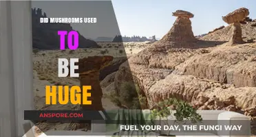 Were Ancient Mushrooms Gigantic? Unveiling the Mystery of Prehistoric Fungi