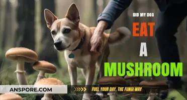 Did My Dog Eat a Mushroom? Quick Steps to Take Now