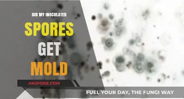 Inoculated Spores Moldy? Troubleshooting Contamination in Your Fermentation Project