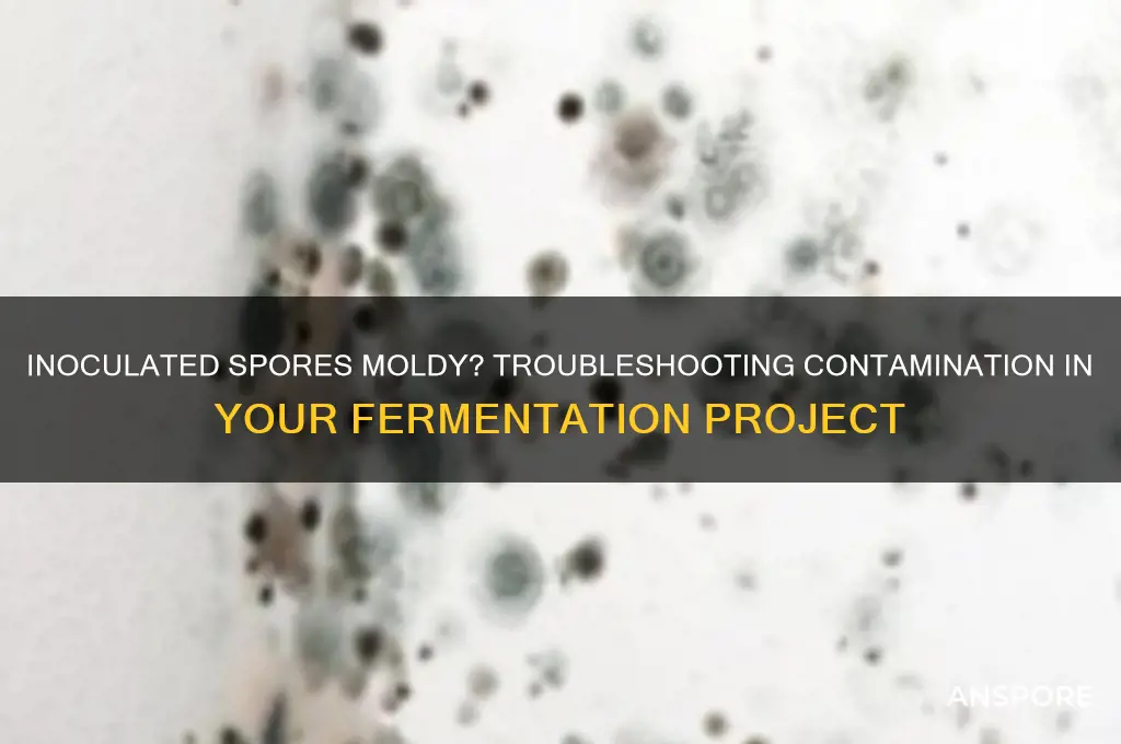 did my inoculated spores get mold