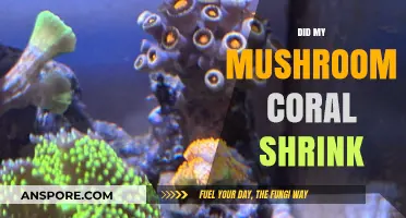 Mushroom Coral Shrinking: What's the Cause?