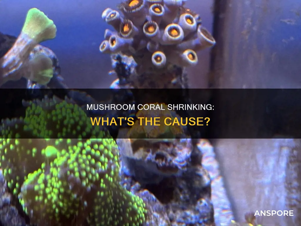 did my mushroom coral shrink