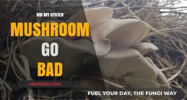 Is My Oyster Mushroom Spoiled? Signs of Bad Mushrooms Explained