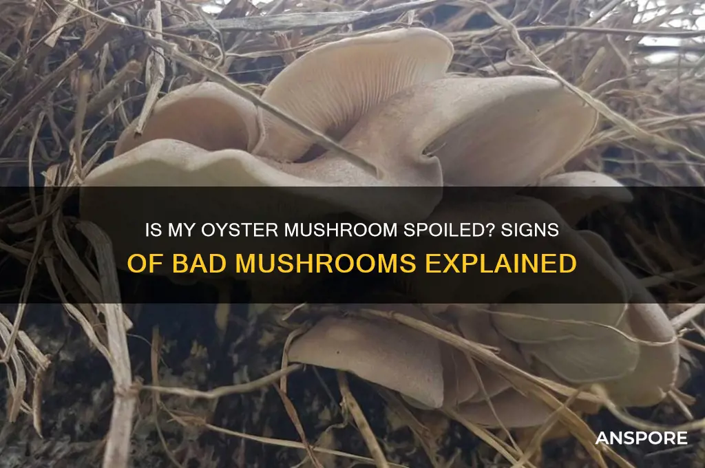 did my oyster mushroom go bad