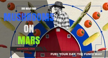 NASA's Mars Discovery: Mushrooms or Just Rock Formations?