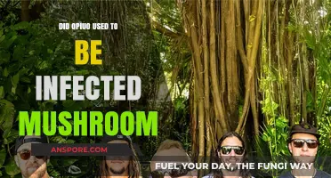 Opiuo vs Infected Mushroom: Unraveling the Musical Identity Confusion