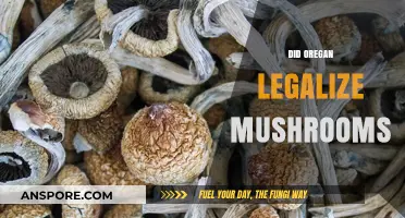 Oregon's Psychedelic Shift: Legalizing Mushrooms and Changing Perspectives