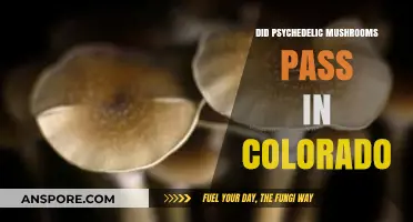 Colorado Legalizes Psychedelic Mushrooms: What This Means for Residents