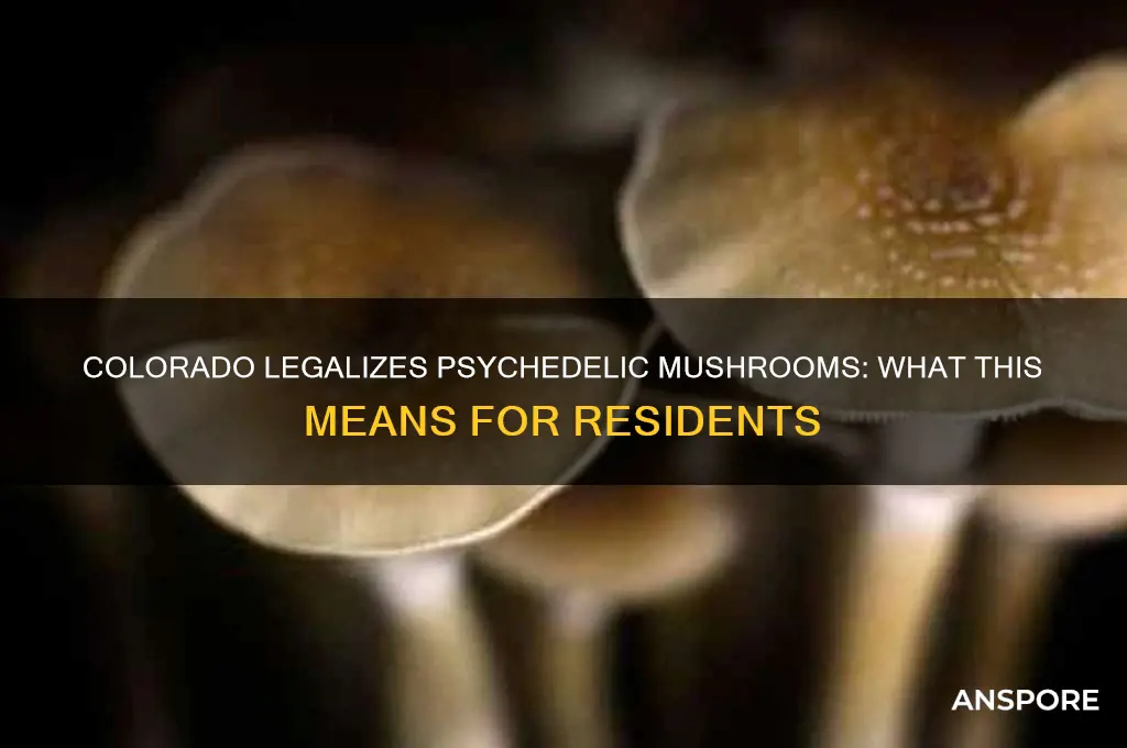 did psychedelic mushrooms pass in colorado