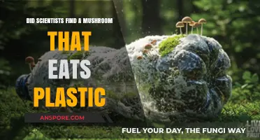 Mushroom Discovery: Can This Fungus Really Consume Plastic Waste?